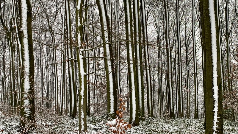 IMG_2466